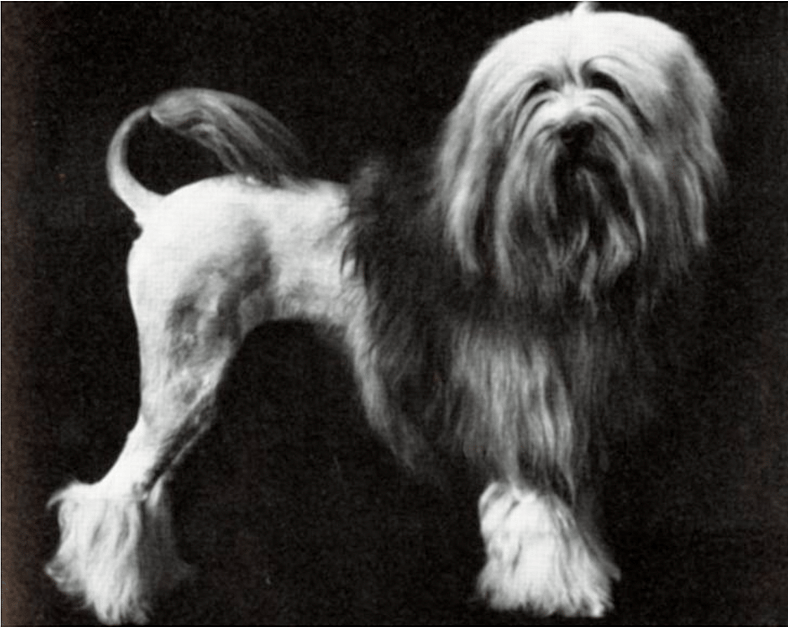 The Löwchen: Meet the "Little Lion Dog" with a Big Heart
